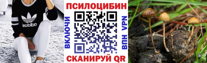 где найти   Алзамай  Псилоцибиновые грибы MAGIC MUSHROOMS 